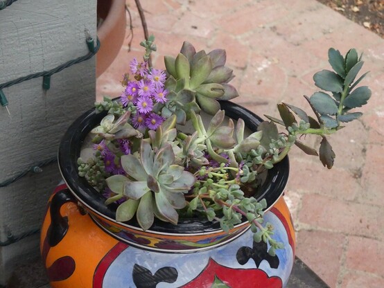 The second of the pair of the potted up succulents in a matching pot