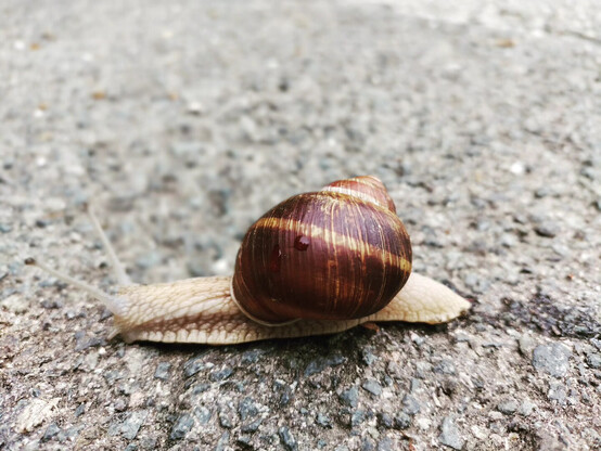 A garden snail on the pavement