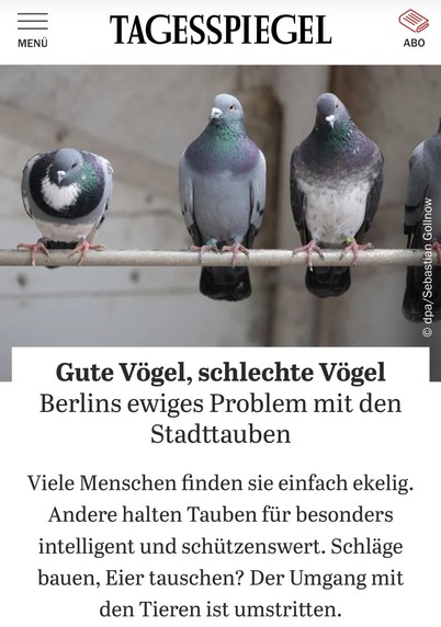 Screenshot vom Tagesspiegel-Artikel. Die Überschrift lautet: "Gute Vögel, schlechte Vögel: Berlins ewiges Problem mit den Stadttauben
Viele Menschen finden sie einfach ekelig. Andere halten Tauben für besonders intelligent und schützenswert. Schläge bauen, Eier tauschen? Der Umgang mit den Tieren ist umstritten."