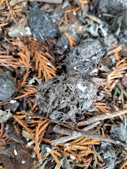 Mehrere Gewölle der Waldohreule liegen auf dem Boden unter dem Schlafbaum. Gewölle sehen auf den ersten Blick aus wie Scheiße, sind aber dunkel-grau gefärbte Speiballen, die Fell & Knochen enthalten. 