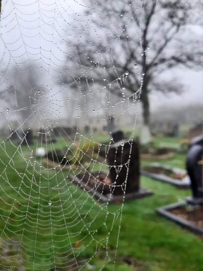 Blick durch ein Spinnennetz auf ein Grabfeld im Nebel.