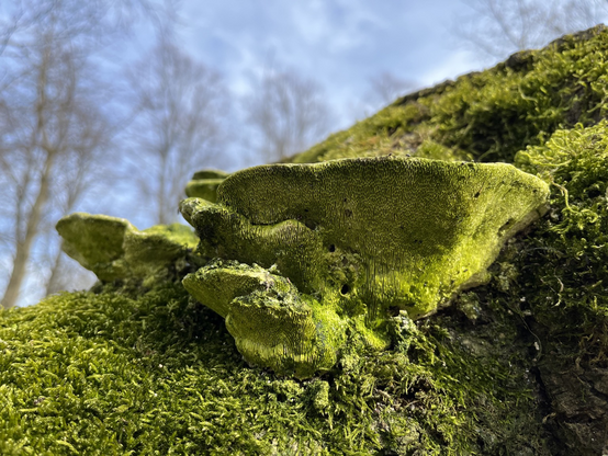 Tree fungus overgrown with bright green moss