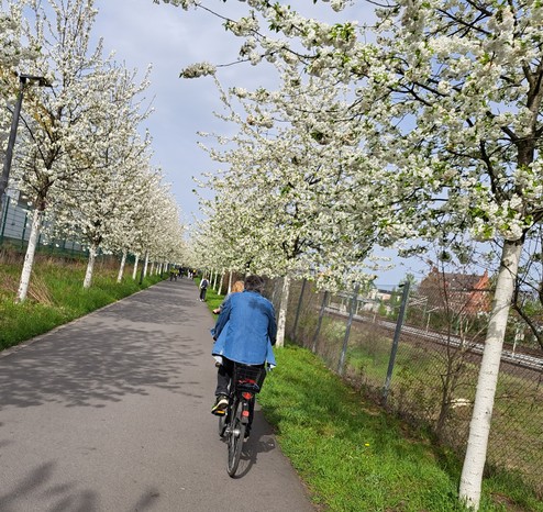 Lange Reihe weiß blühender Obstbäume im Sonnenschein links und rechts vom Fahrradweg. Auf dem Weg fahren zwei Radfahrende. 