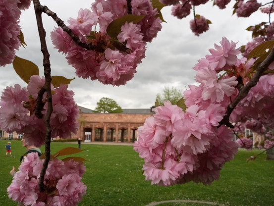 Kirschblüten vorm Grassimuseum