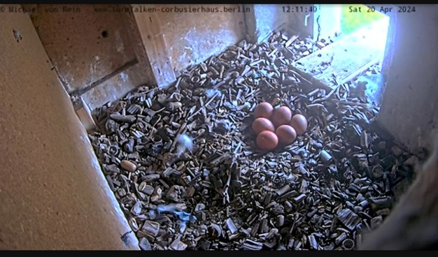 6 braune Eier, so groß wie Hühnereier, liegen in einer Mulde im Einstreu vom Falken-Bruthilfekasten