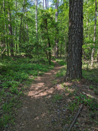 trail through woods