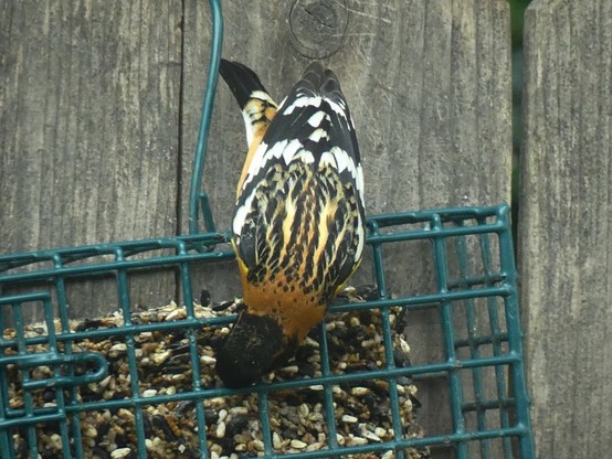 A black headed grosbeak is upside down on a suet feeder showing us its back with a beautiful pattern of black, white, yellow and brown