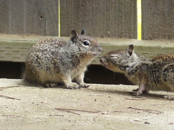 Two ground squirrel babies on the edge of a cement slab next to a fence. The baby on the right is frozen giving me the side eye and the approaching baby has its eyes squeezed shut in preparation of a nose rub