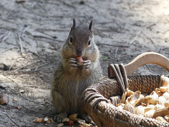 A baby sits on its back feet next to the peanut basket showing us the adorable baby belly which is pleasingly round. Front paws are raised to the mouth munching a peanut while the little squirrel stares placidly at me