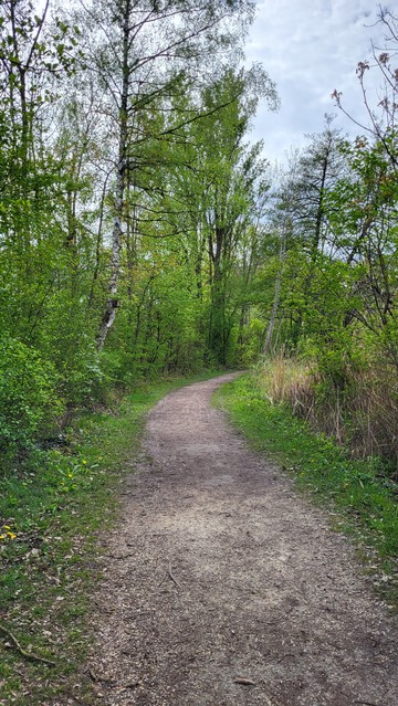 Ein Weg durch eine einsames Wäldchen. Das frische Frühlingsgrün leuchtet.