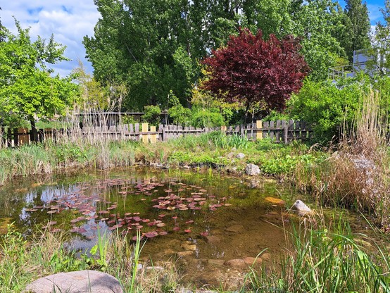 Naturnaher Teich mit wild-gepflegtem Uferbewuchs & mittelhohen Bäumen.