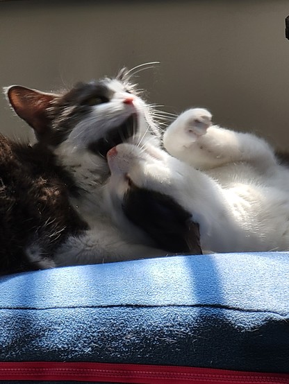 2 black and white cats grooming each other