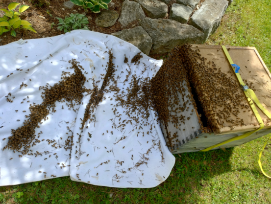 Unzählig viele Bienen wandern zu Fuss über ein Leintuch in eine hölzerne Bienenbeute, die am Boden im Gras steht. Die Bienen wurden zuvor vom Baum geschüttelt, man kann dürre Nadeln auf dem Leintuch sehen.