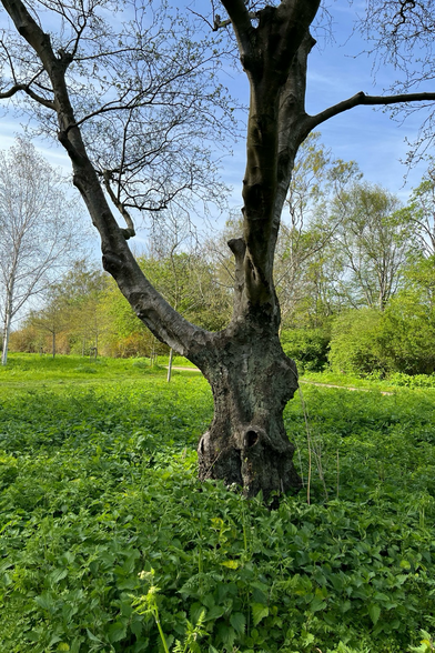 Wide and twisted old tree trunk, background is sunlit spring meadow with green bushes and still partly leafless trees, light blue sky
