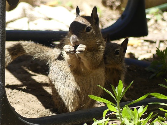 A baby ground squirrel nibbling a nut in the shade under a camp chair. A sibling is sidling up from behind probably attracted by the sound of munching