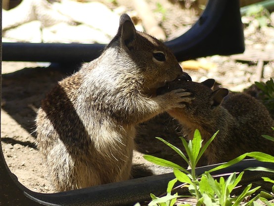 Now munching squirrel has both paws on the others face, pushing it down