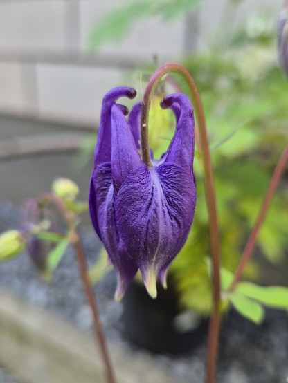 Violette Akeleiblüte mit kleinen Hörnchen obendrauf/ Blossom of columbine has little horns on top