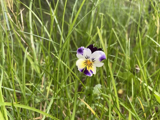 Einsames Hornveilchen in der Wiese/ Lonesome horned violet in the grass