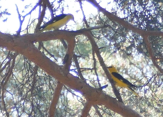 Zwei leuchtend gelbe etwa Eichelhäher-große Vögel hoch oben im Kiefernbaum. Das Foto ist aufgrund der starken digitalen Zoomstufe etwas unscharf & farblos. 
