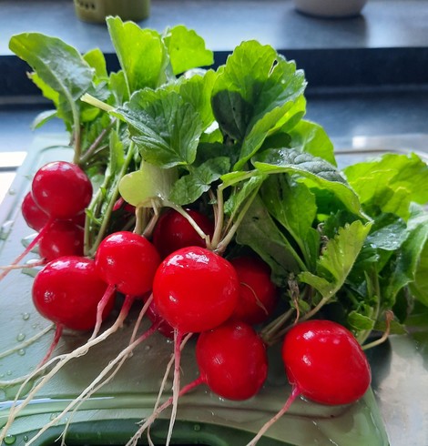 A bunch of red radish