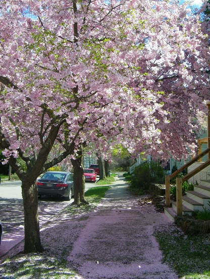 Blossoming trees with pink-white blooms growing next to a sidewalk. The sidewalk is covered with blossoms, and it looks like pink snow.
