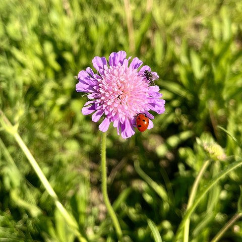 A ladybug on a pink clover flower with a green grassy background.