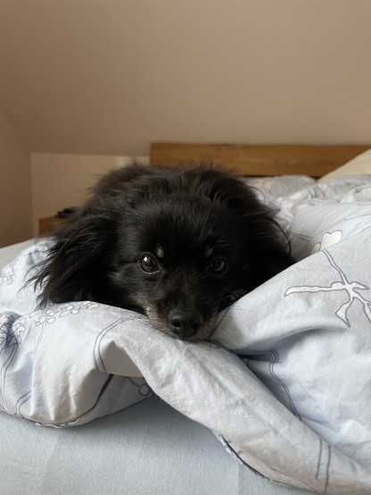 Kleiner schwarzer Hund liegt flach im Bett auf der Decke und schaut neugierig zu mir in die Kamera.