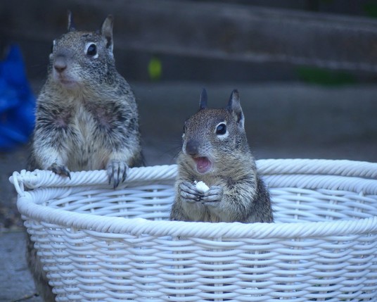 The upper half of a baby ground squirrel pops up from a white wicker basket, holding a piece of cauliflower up to its mouth and a look of delight on its face. A mother ground squirrel stands upright behind the basket as if watching to make sure the vegetables are consumed.
