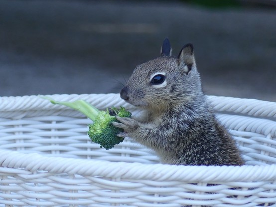The upper half of a very little baby ground squirrel emerging from the basket it’s sitting in. It’s holding a small broccoli floret up looking at it rather suspiciously 