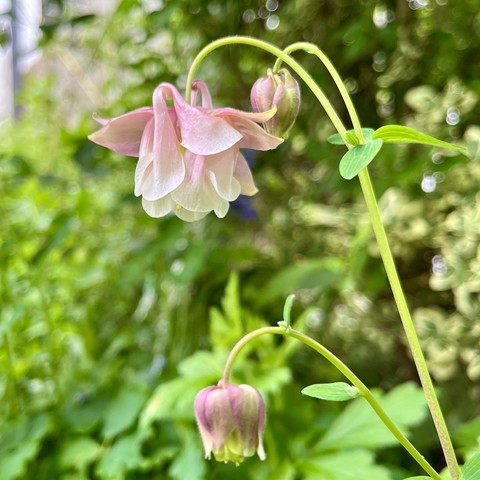 A close-up of delicate pink columbine flowers with a blurred green background.