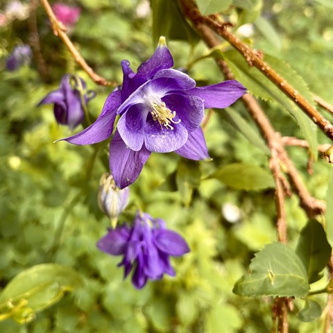 Close-up of purple columbine flowers with a blurred green foliage background.
