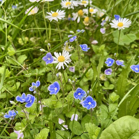 Image of a meadow with blue and white wildflowers, including daisies and purple speedwells, amidst green foliage.