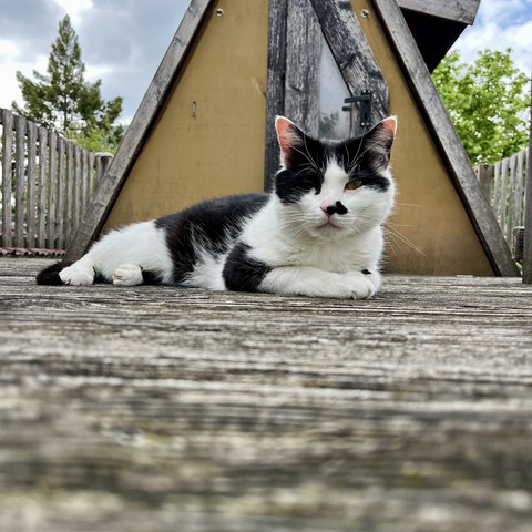 Black and white cat lying on a wooden deck with a yellow house and a wooden fence in the background.