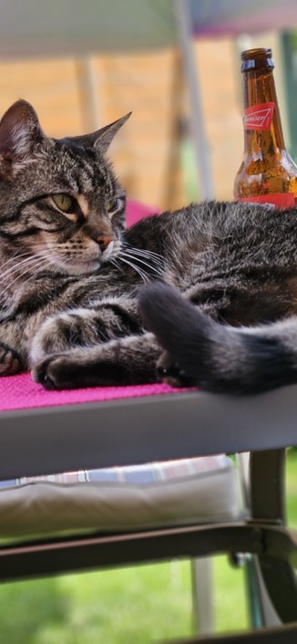 My short haired tabby lying curled up on our garden table, staring at me. An empty bottle of Budweiser behind her.