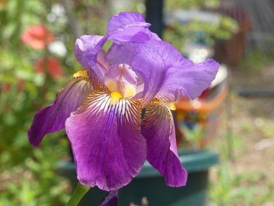 A lovely large iris bloom with four fluted upright petals of a lavendery purple and four downward drooping petals of a darker purple with yellow and white striped landing pad lines for the pollinators. The petals are tissue paper thin. Out of focus plants and pots in the background.
