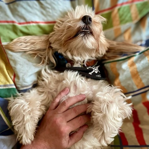 A fluffy dog lying on its back while a person's hand pets its belly. The dog has a collar with tags and appears to be enjoying the affection.