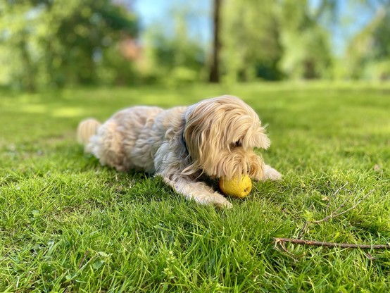Fluffy dog lying on grass, eating an apple.