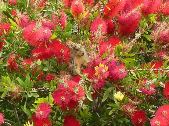 A wide view of a beautiful bottle brush tree in full bloom with perhaps a dozen and a half red furry blooms visible, in the middle of the picture is young squirrel Bronson gazing back at me as he realizes he’s been spotted. He looks lovely amongst the blooms. You can’t see them in this picture but there are many bees in this tree, I was a bit worried but he seemed unbothered by them.