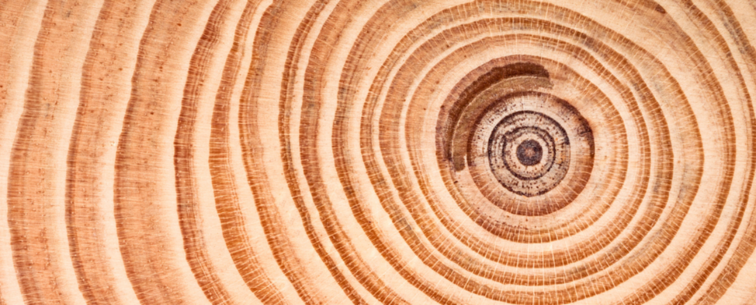 The concentric rings inside a tree are evidence of the plant’s yearly growth cycles. Lighter colors correspond to quick growth over the spring and summer, while the darker rings correspond to the fall and winter. Count the pairs of light and dark rings, and you can tell how many years a tree has lived.