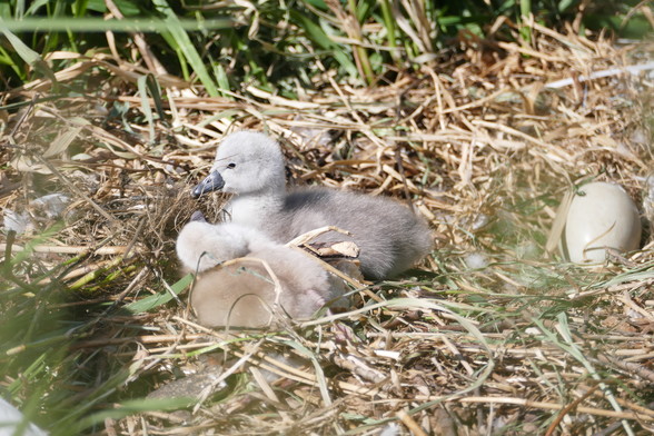 Zwei eintages Höckerschwanküken liegen neben einem noch nicht geschlüpftem Schwanenei im Nest
