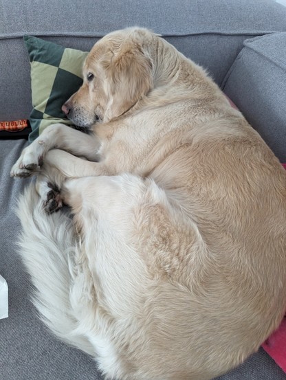 Ein Golden Retriever liegt schlafend auf einer Couch
