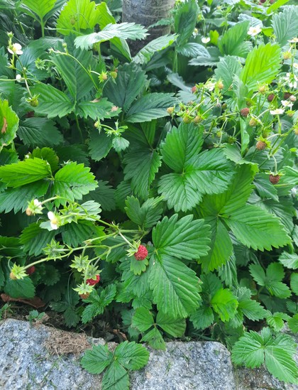 Blooming wild strawberries and some little red strawberries in a little garden bed with a tree.