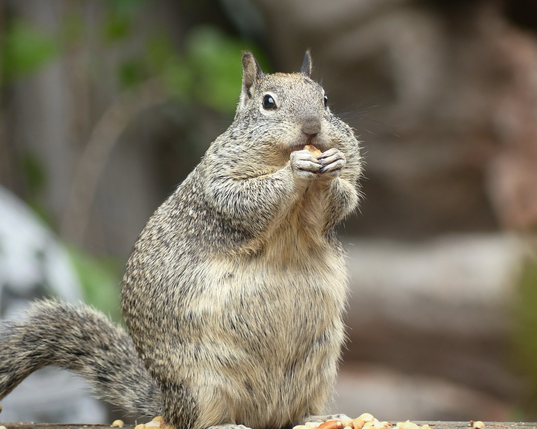 A mamma ground squirrel is caught up on the sawhorse eating the fox squirrels walnuts. She’s a misshapen lump with a chagrined expression on her face, vaguely pear shaped I guess. She knows those walnuts are not for her.