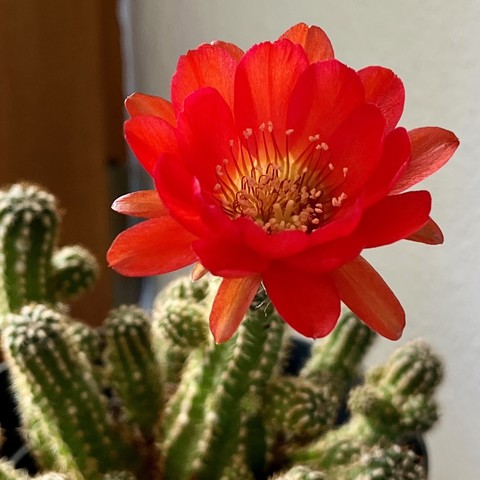 A close-up of a vibrant red cactus flower in bloom.