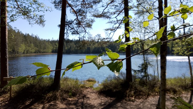 A tiny branch of birch tree with a small lake behind it. A sunny day.