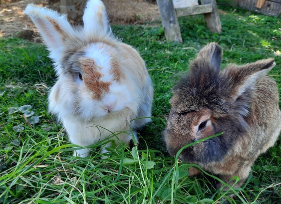 2 bunnies eating gras