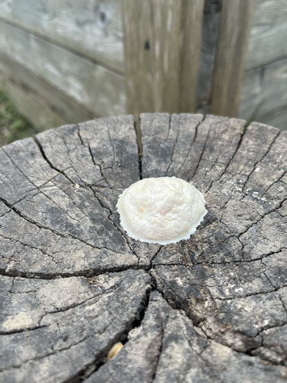 Round dark white blob about 5 centimeters in diameter on top of old grey cracked sawn surface of a tree stump