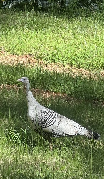 Silver gray and white sleek wild turkey in the grass