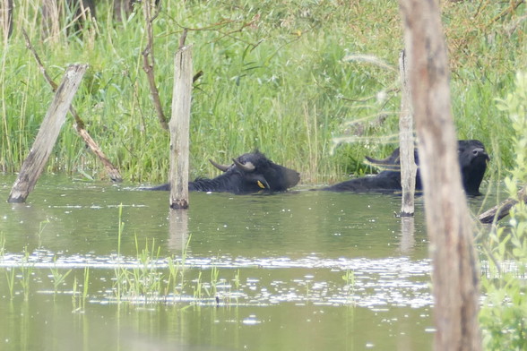 Zwei schwarze Wasserbüffel stehen bis zum Hals im Wasser & baden. Die Tiere sehen aus wie Rinder, haben aber nach hinten gebogene Hörner