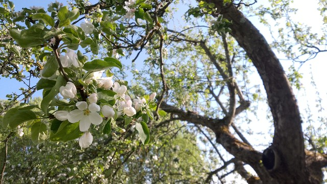 White blossoms on a tree.